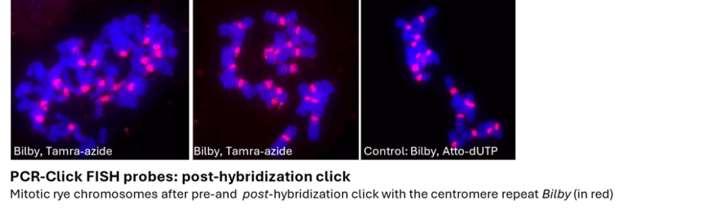 PCR-Click FISH probes