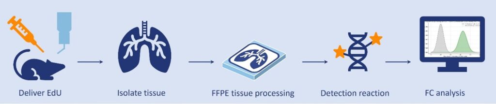 Workflow of the EdU Assay In Vivo for FC Analysis