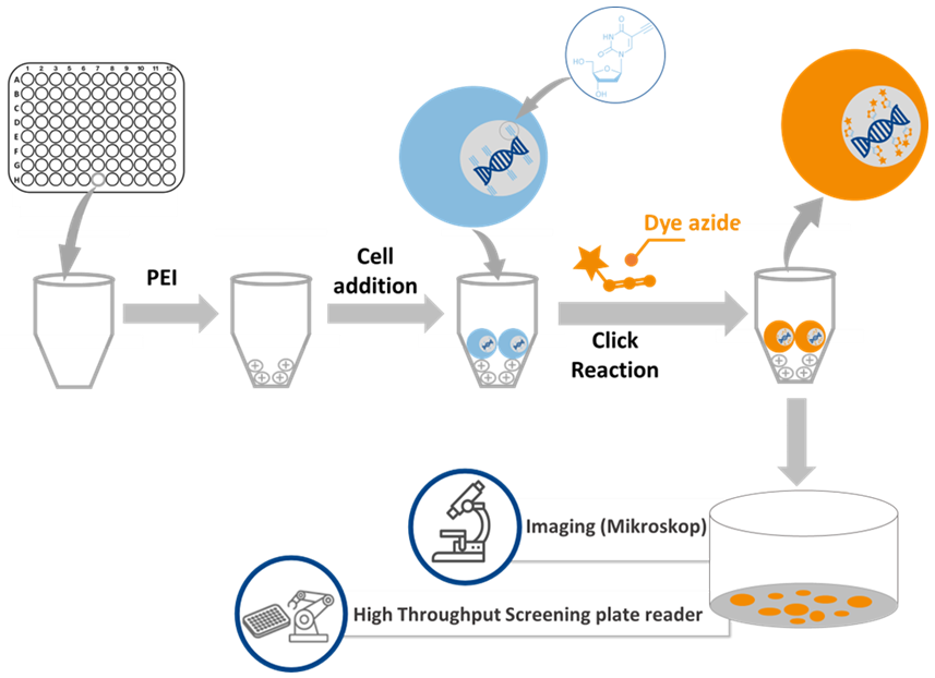 Workflow of the Proliferation Spot T-Cell Kit for Imaging
