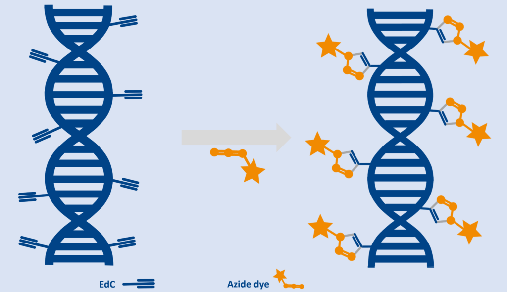 EdC Incorporation with Azide Dye