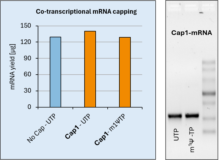 co-transcriptional Cap1-capping