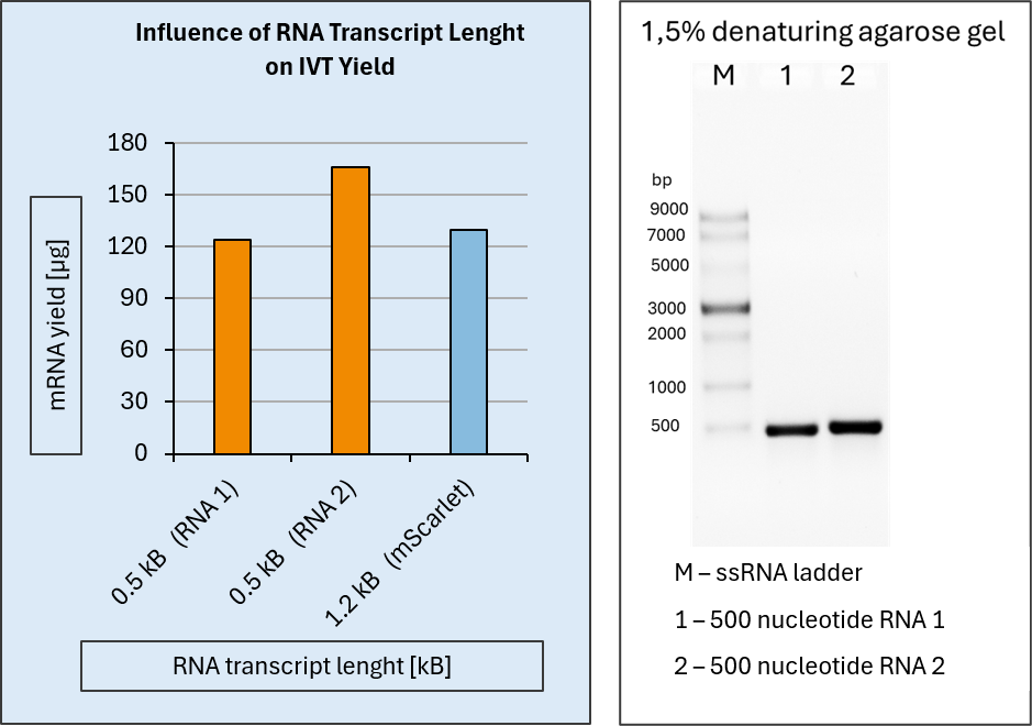 Influence of RNA transcript length on IVT Yield