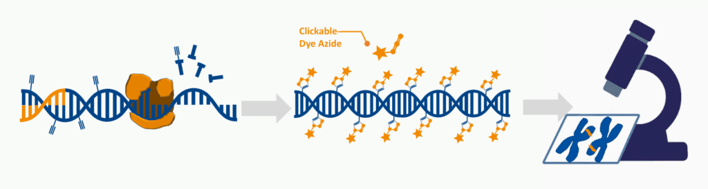 principle of the DNA FISH Kits