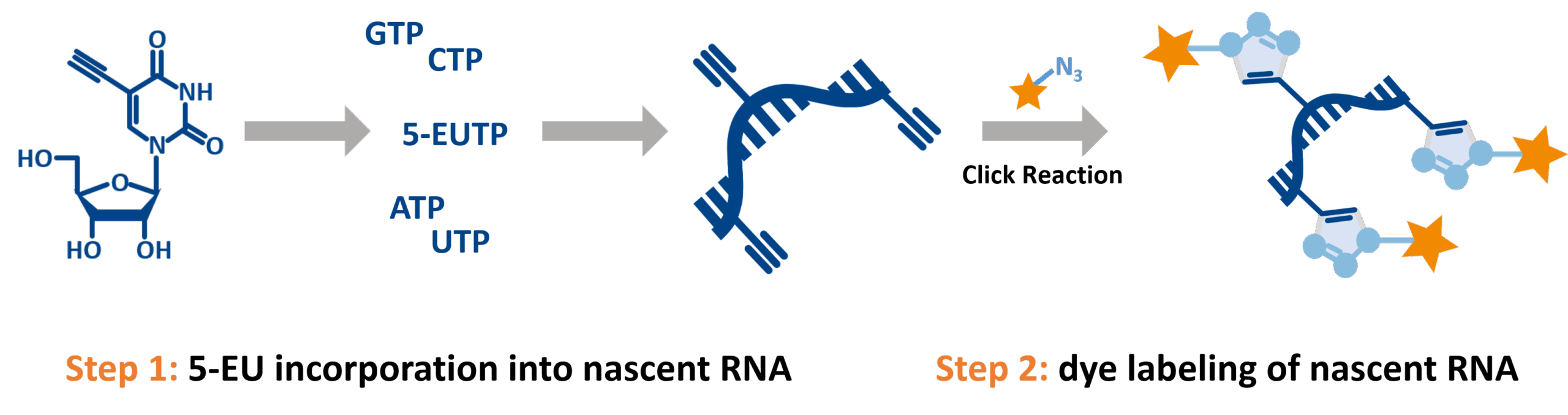 5-EU Incorporation into RNA