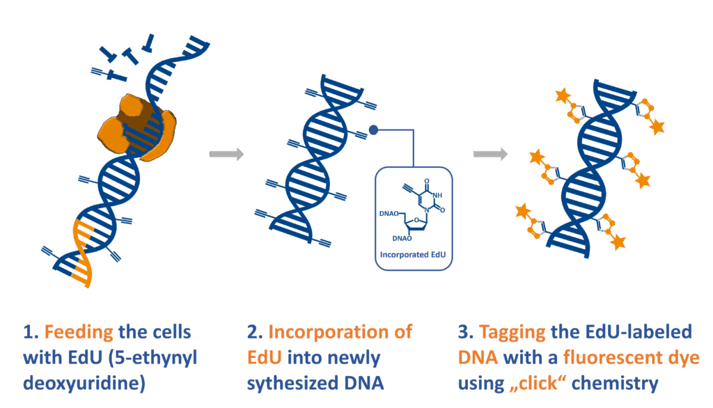 EdU assay - feeding, incorporation and tagging