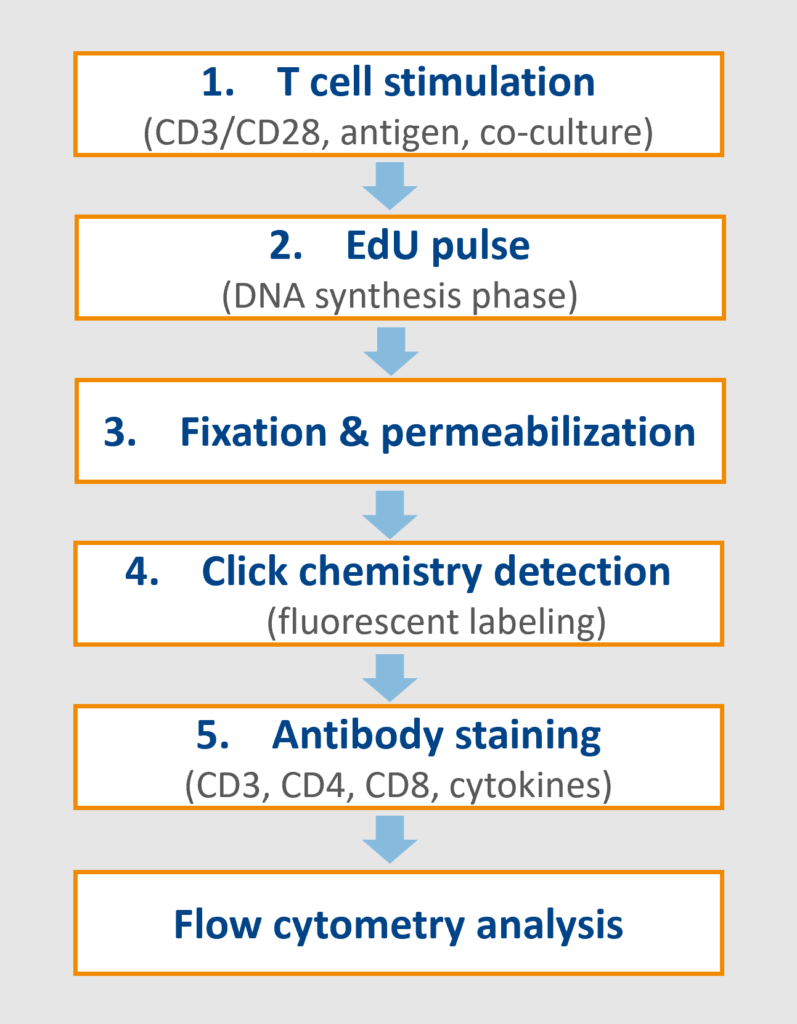 T Cell proliferation Workflow