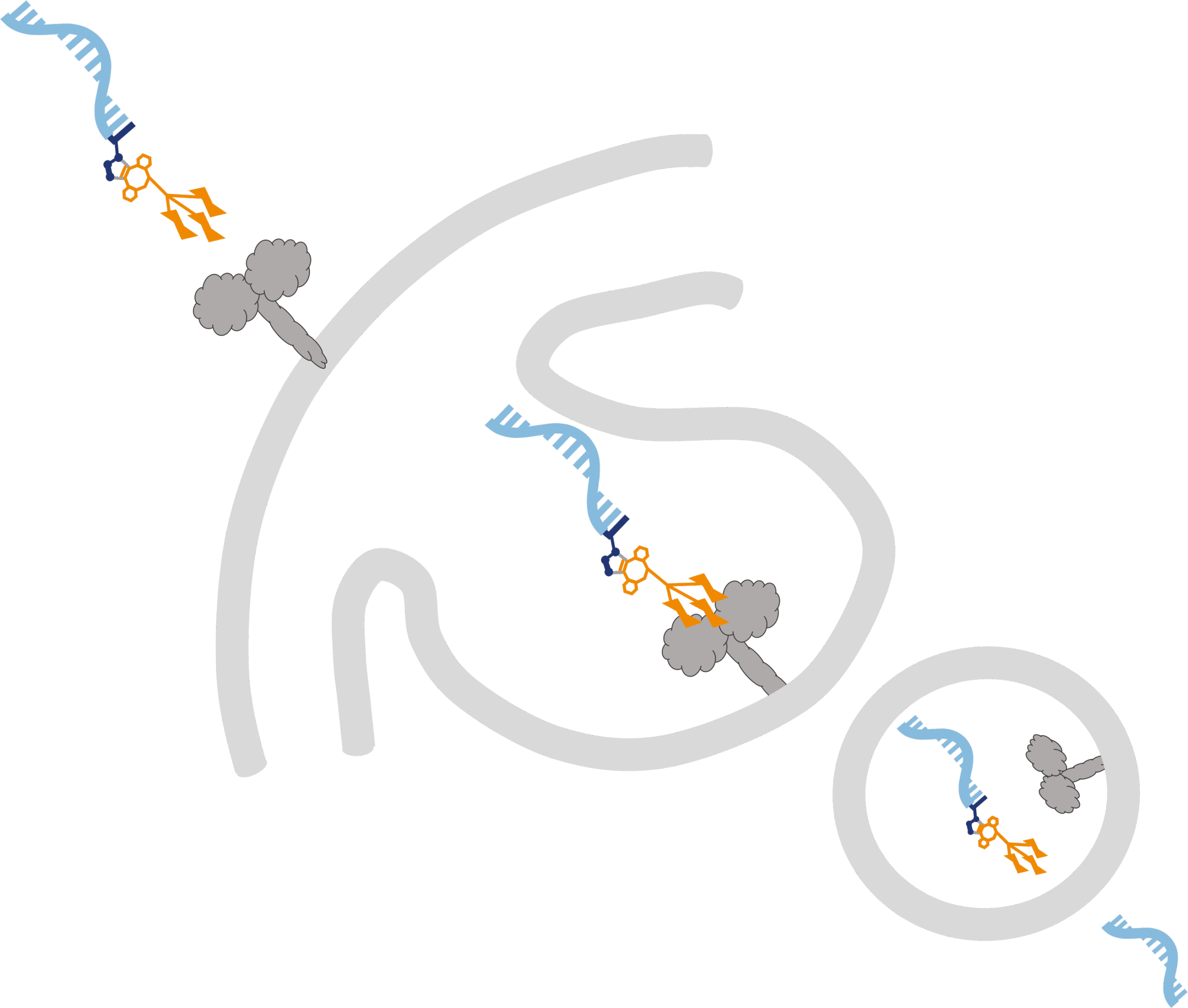 Tri-GalNAc-DBCO application