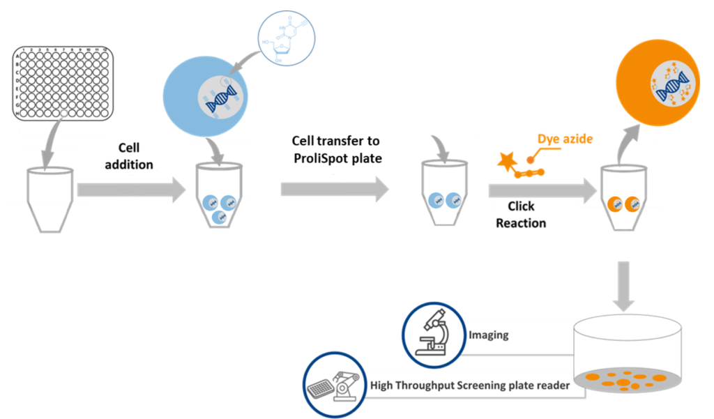 workflow overview ProliSpot T-Cell Kit